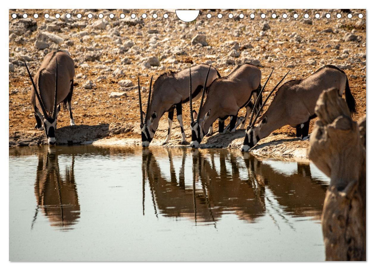 Bild: 9783383841705 | Abenteuerliches Namibia (Wandkalender 2025 DIN A4 quer), CALVENDO...