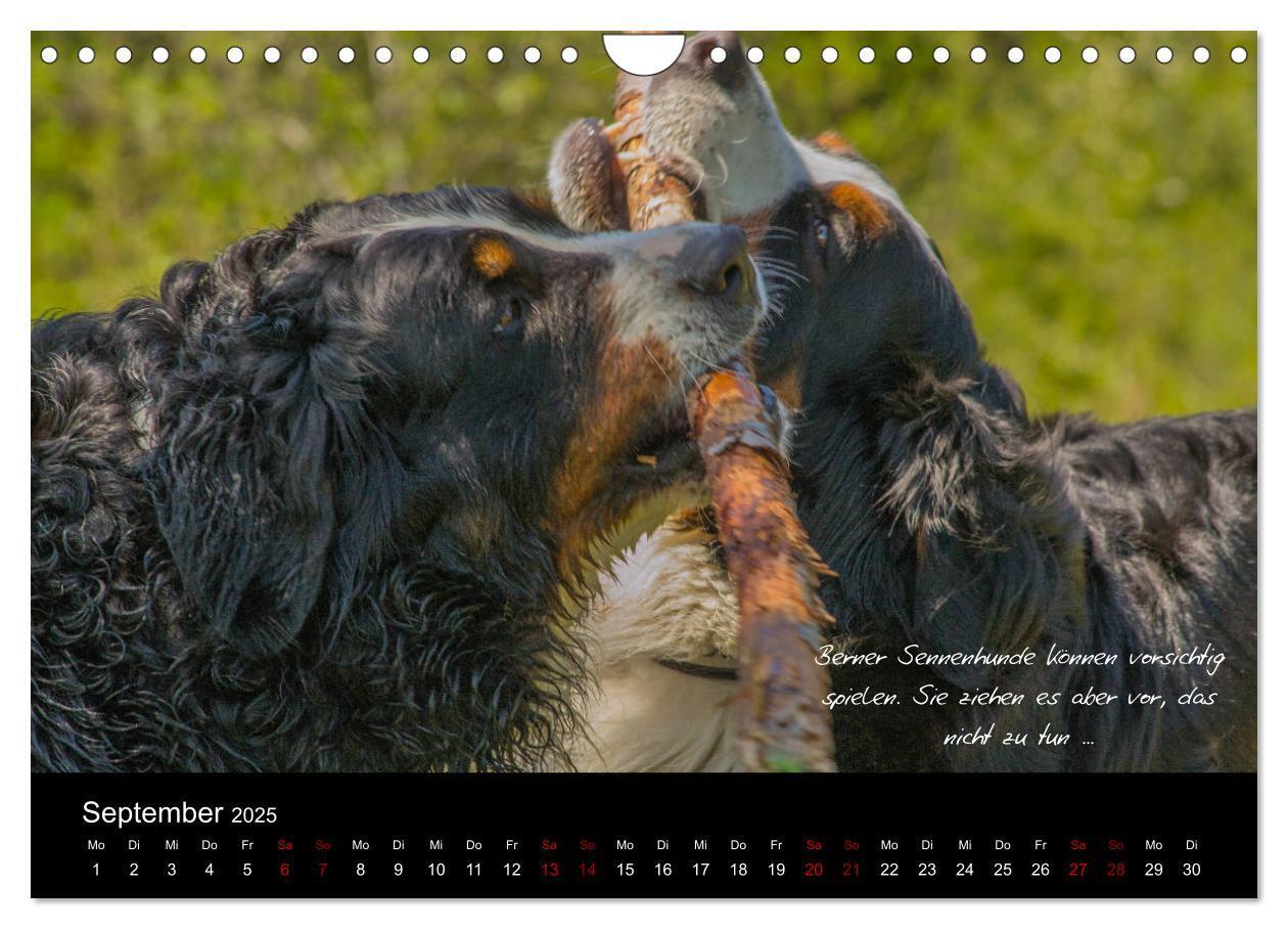 Bild: 9783435403431 | So ist er. Der Berner Sennenhund (Wandkalender 2025 DIN A4 quer),...