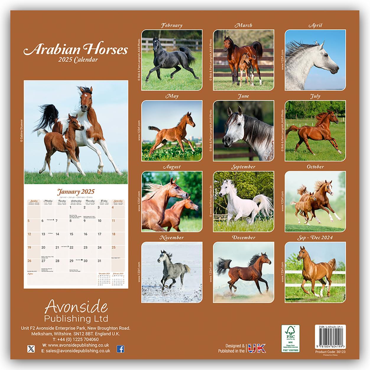 Rückseite: 9781804604199 | Arabians - Araber - Araber Pferde 2025 - 16-Monatskalender | Ltd