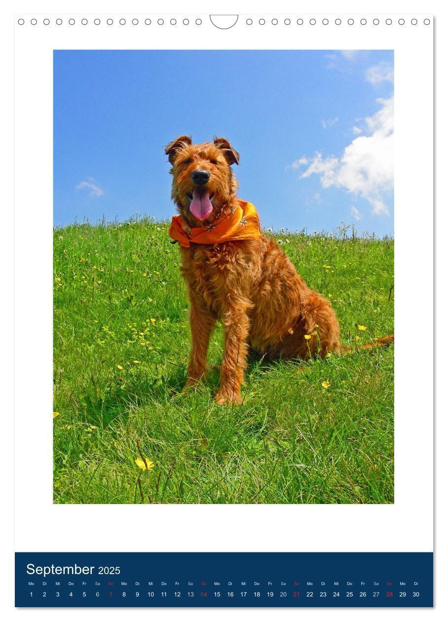 Bild: 9783435950768 | Kelly - Ein Irish Terrier macht Urlaub (Wandkalender 2025 DIN A3...