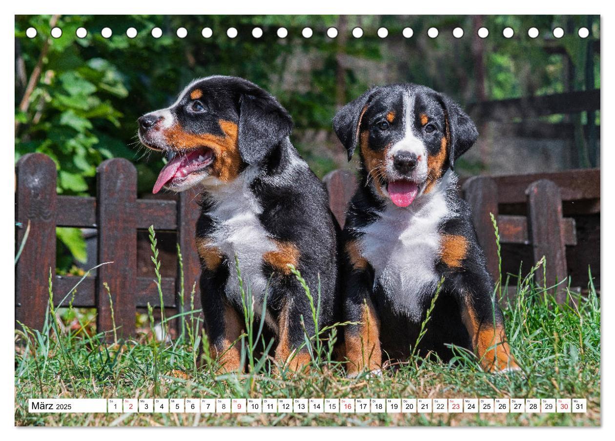 Bild: 9783435112043 | Appenzeller Sennenhund - Ein Schweizer auf 4 Pfoten (Tischkalender...