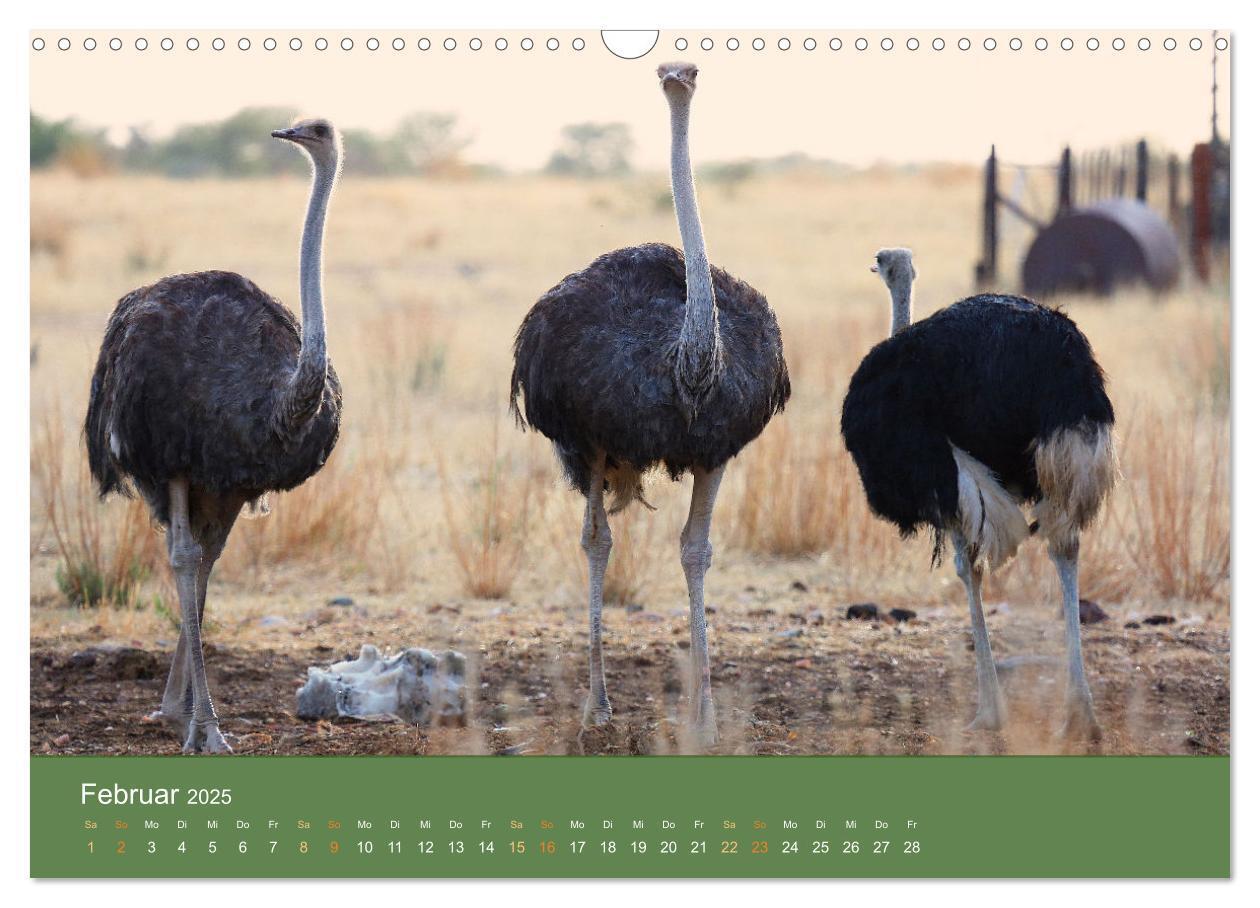 Bild: 9783383931123 | Roadtrip in Namibia (Wandkalender 2025 DIN A3 quer), CALVENDO...