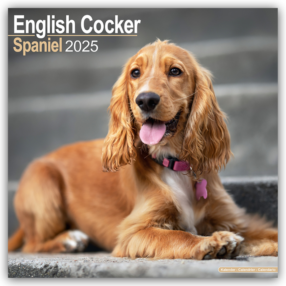 Cover: 9781804603406 | English Cocker Spaniel - Englische Cockerspaniels 2025 -...