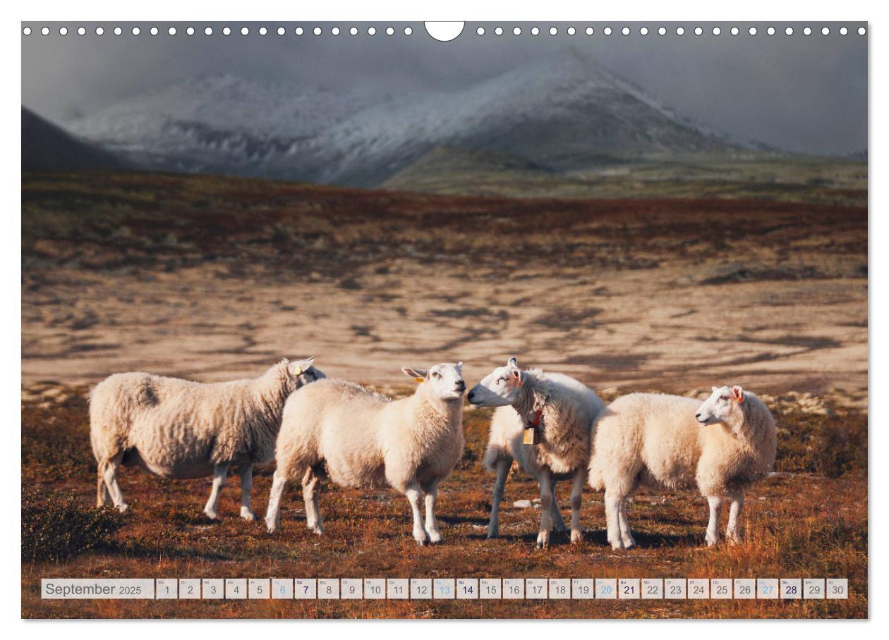 Bild: 9783435185009 | Schafe - Raues Wetter, weiche Wolle (Wandkalender 2025 DIN A3...