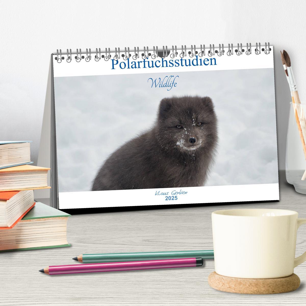 Bild: 9783435439867 | Polarfuchsstudien Wildlife (Tischkalender 2025 DIN A5 quer),...