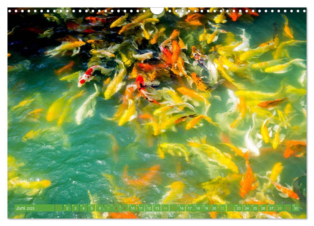 Bild: 9783435129263 | Koi: Juwelen im Teich (Wandkalender 2025 DIN A3 quer), CALVENDO...