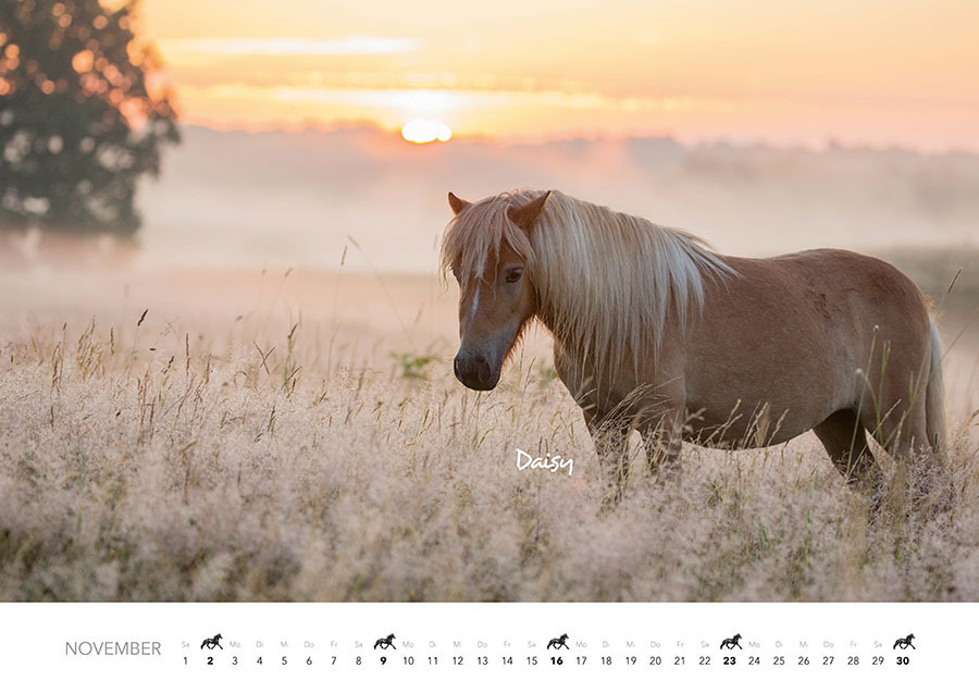 Bild: 9783966648318 | Pferde Kalender 2025 Wandkalender | Kalender | Spiralbindung | 14 S.