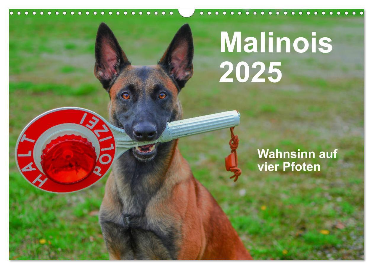 Cover: 9783435340019 | Malinois - Wahnsinn auf vier Pfoten (Wandkalender 2025 DIN A3...