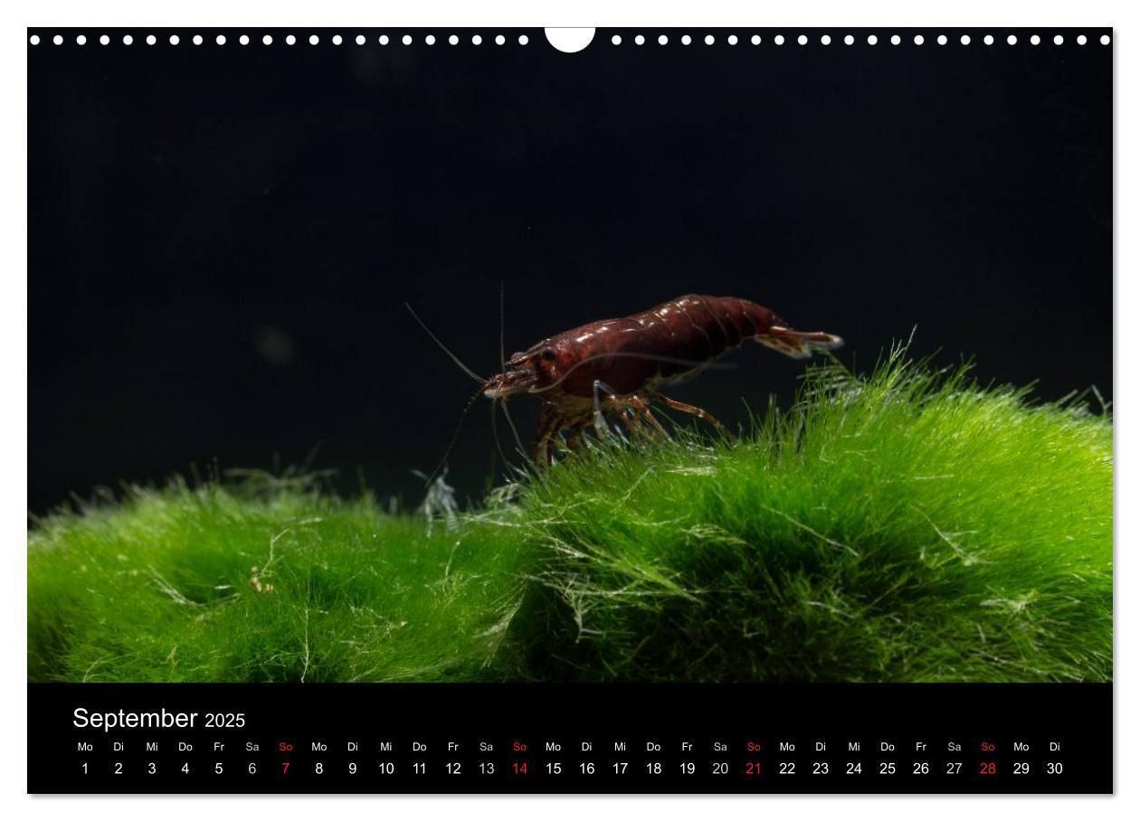 Bild: 9783435561582 | Zwerggarnelen - gepanzerte Juwelen im Aquarium (Wandkalender 2025...