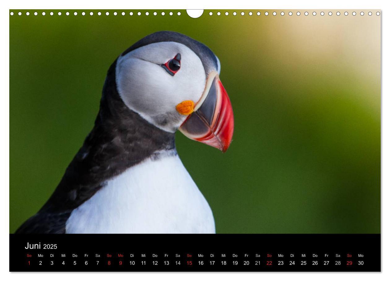 Bild: 9783435815258 | Papageientaucher (Wandkalender 2025 DIN A3 quer), CALVENDO...