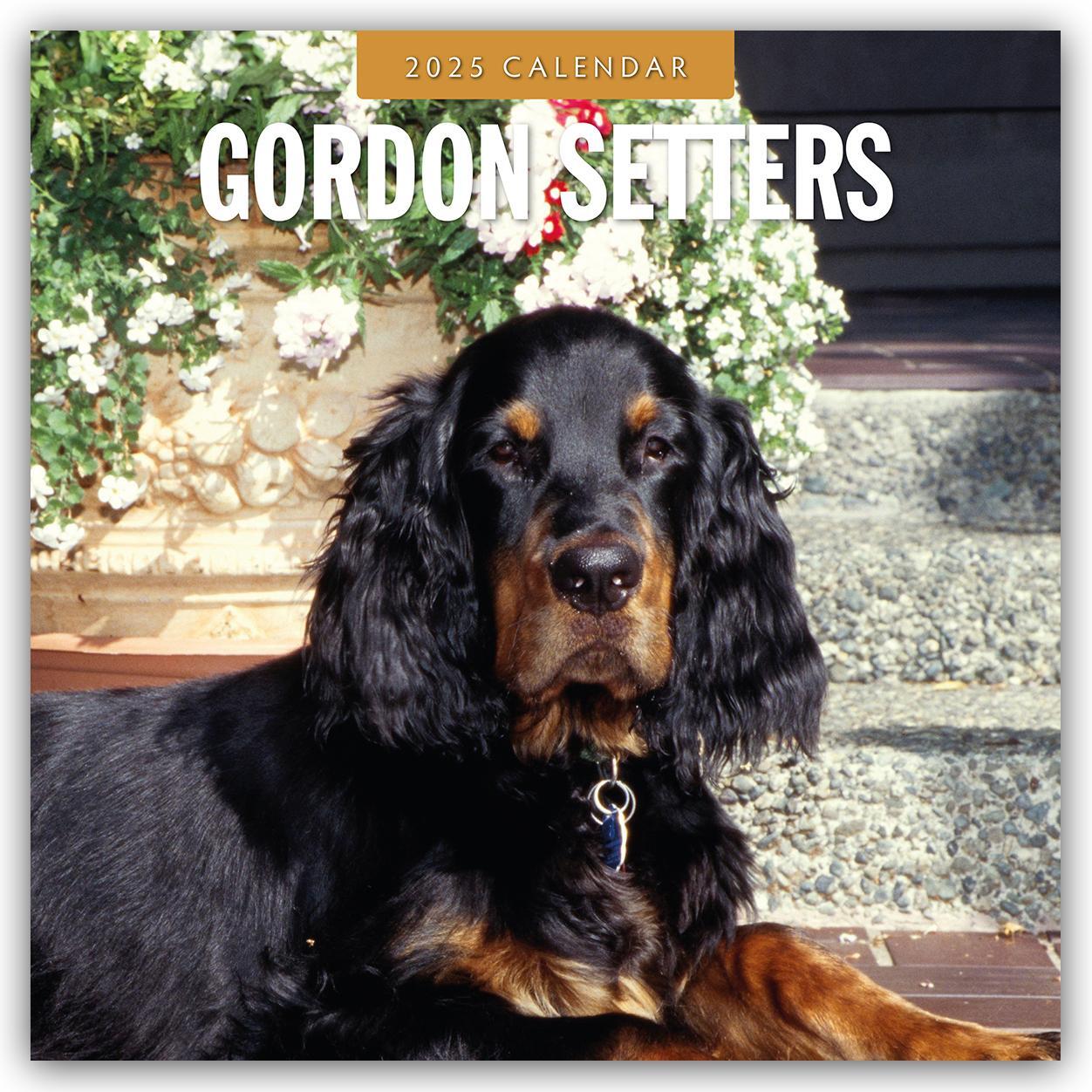 Cover: 9781804424711 | Gordon Setters - Gordon Setter 2025 - 16-Monatskalender | Robin Red