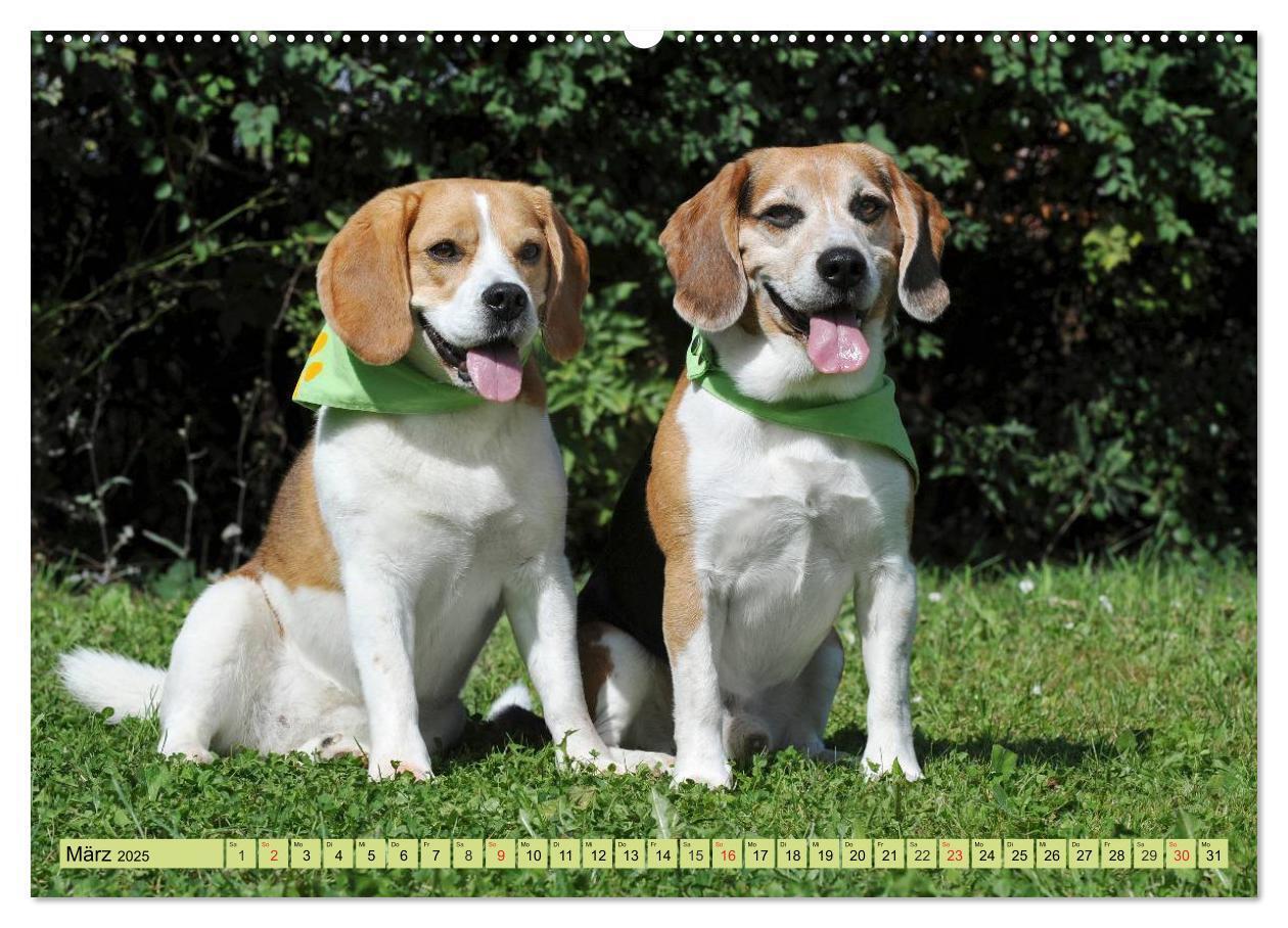 Bild: 9783435573707 | Beagle - Herz auf 4 Pfoten (hochwertiger Premium Wandkalender 2025...