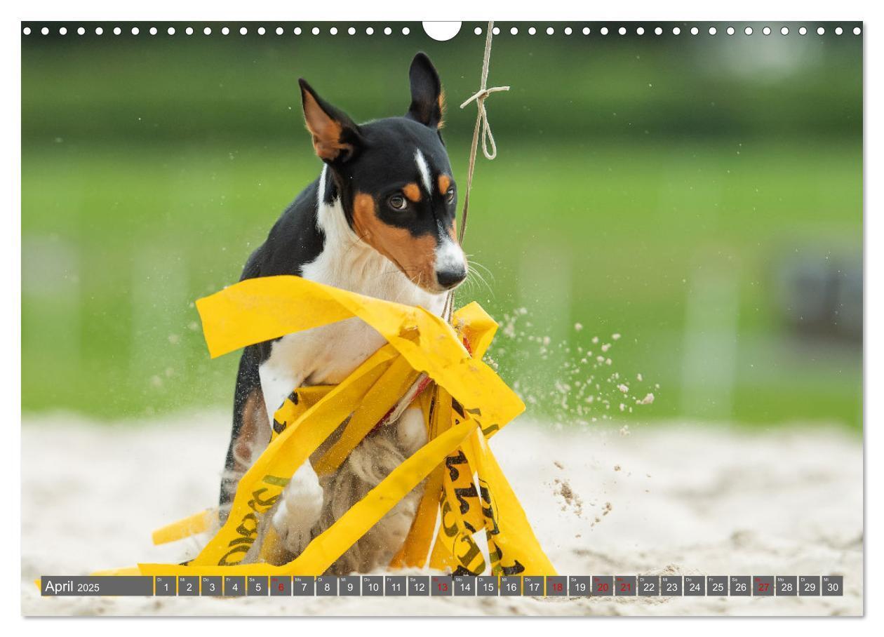 Bild: 9783457195710 | Der Basenji (Wandkalender 2025 DIN A3 quer), CALVENDO Monatskalender