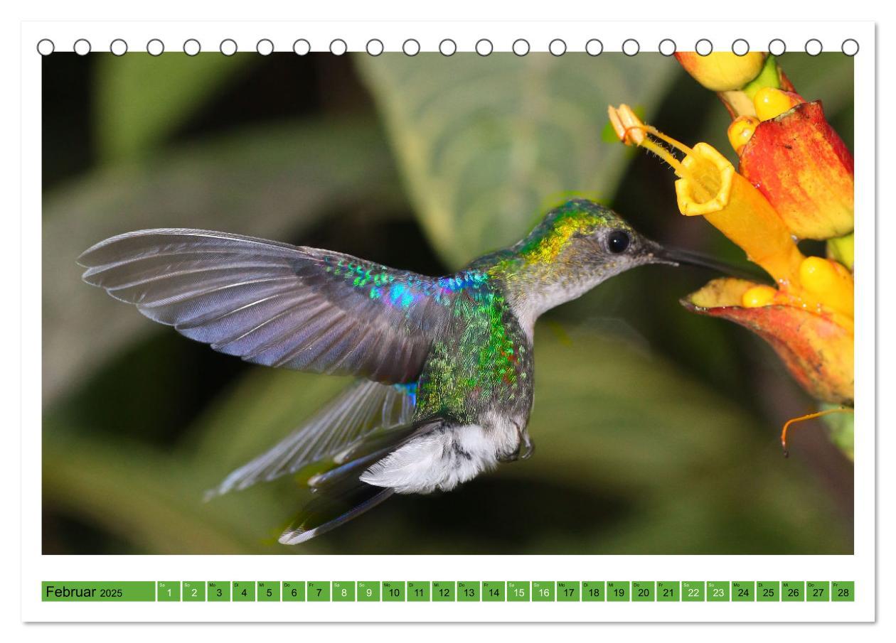 Bild: 9783435428588 | Kolibris; Anmut, Schönheit, Farben (Tischkalender 2025 DIN A5...