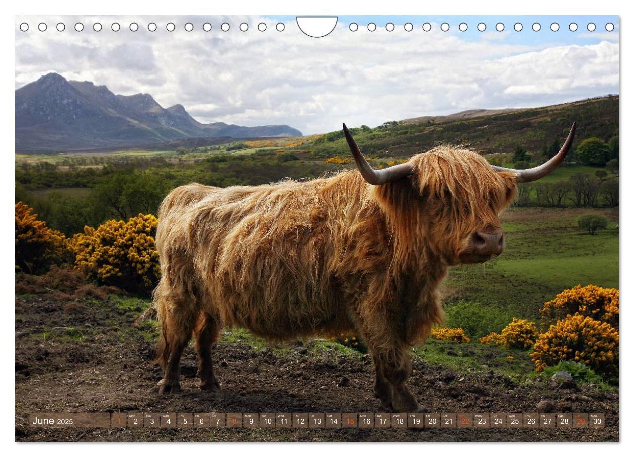 Bild: 9781325994274 | Highland Cattle - Native Breed of Scotland (Wall Calendar 2025 DIN...