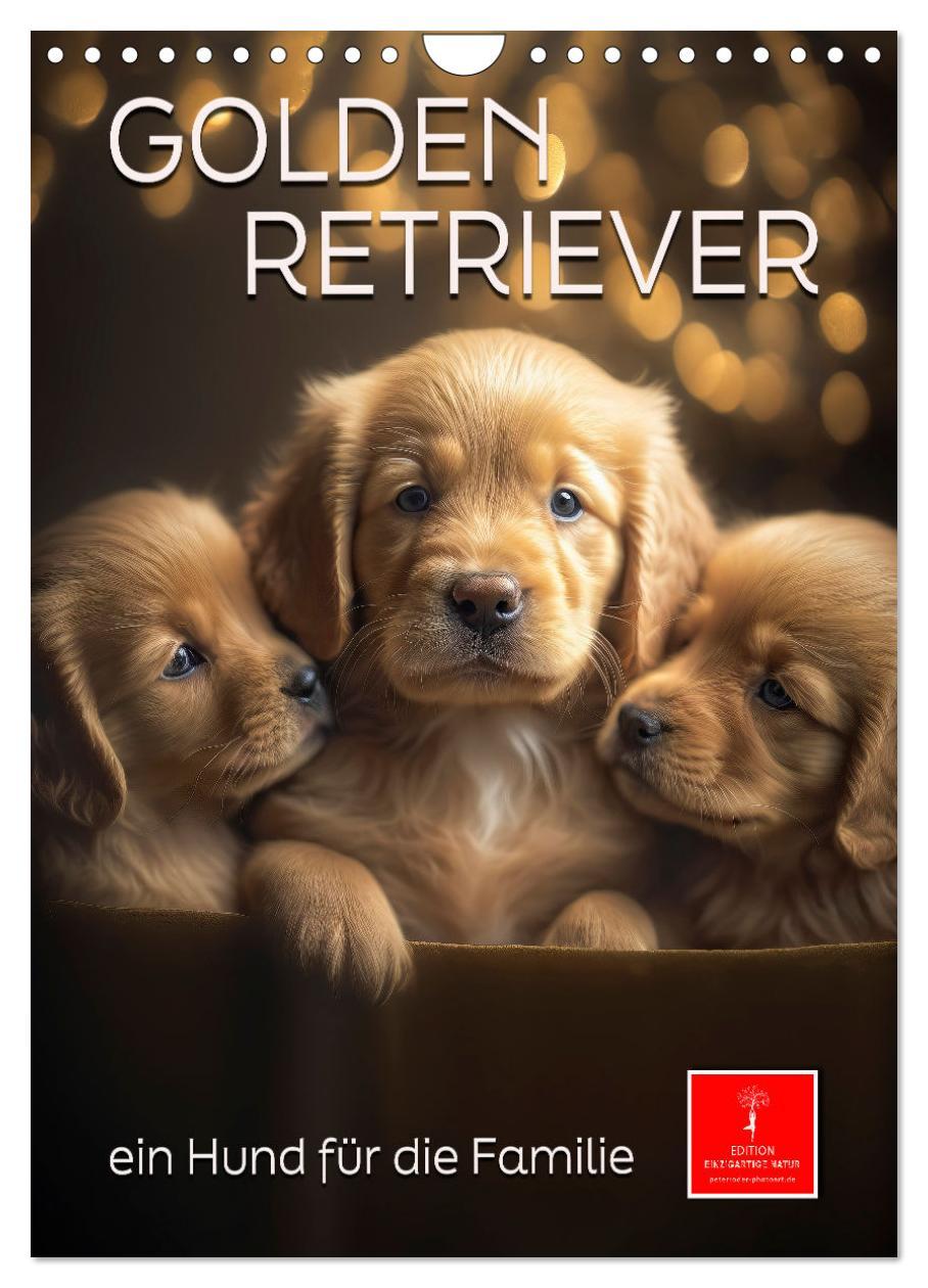 Cover: 9783435881246 | Golden Retriever - ein Hund für die Familie (Wandkalender 2025 DIN...