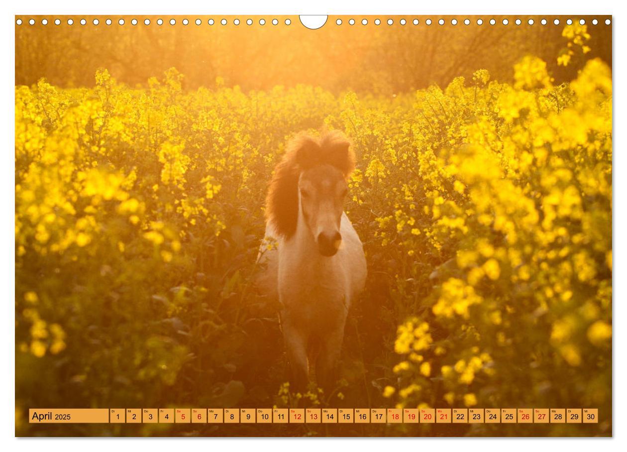 Bild: 9783435367023 | Ponys, die starken Persönlichkeiten (Wandkalender 2025 DIN A3...