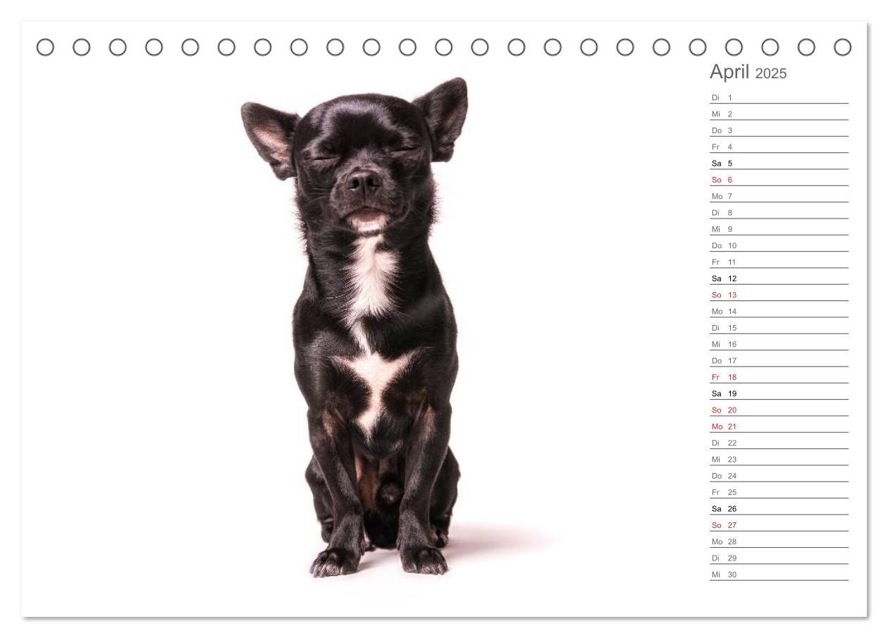 Bild: 9783435527809 | Chihuahua - Die Welt der Kleinen (Tischkalender 2025 DIN A5 quer),...