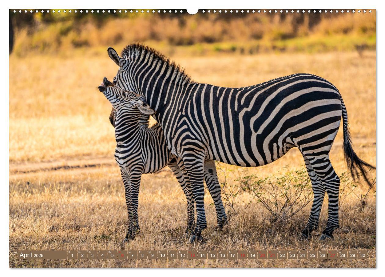 Bild: 9783435312757 | Wildlife Sambia (Wandkalender 2025 DIN A2 quer), CALVENDO...