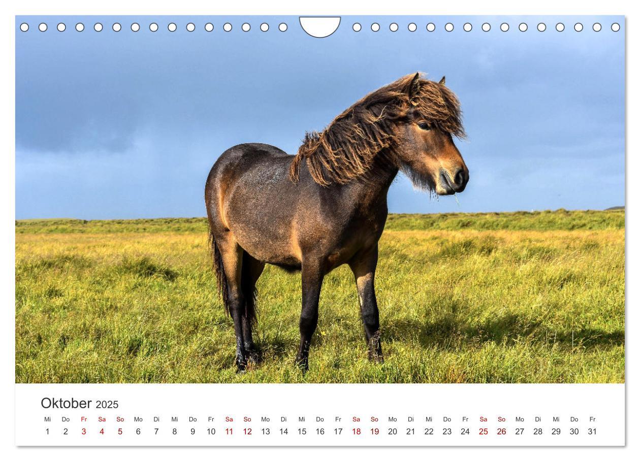 Bild: 9783383927973 | Freiheitsliebende Wildpferde (Wandkalender 2025 DIN A4 quer),...