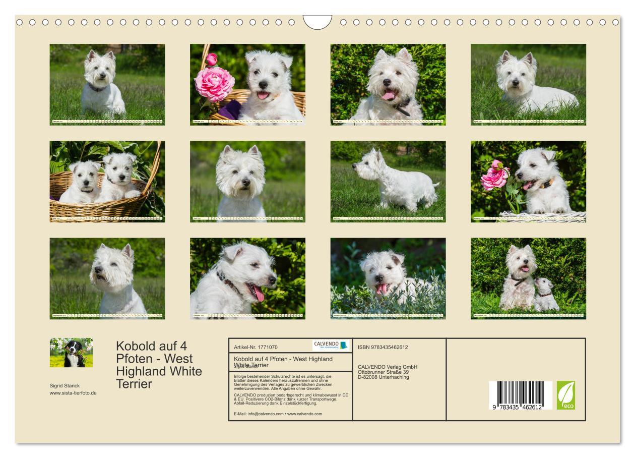 Bild: 9783435462612 | Kobold auf 4 Pfoten - West Highland White Terrier (Wandkalender...