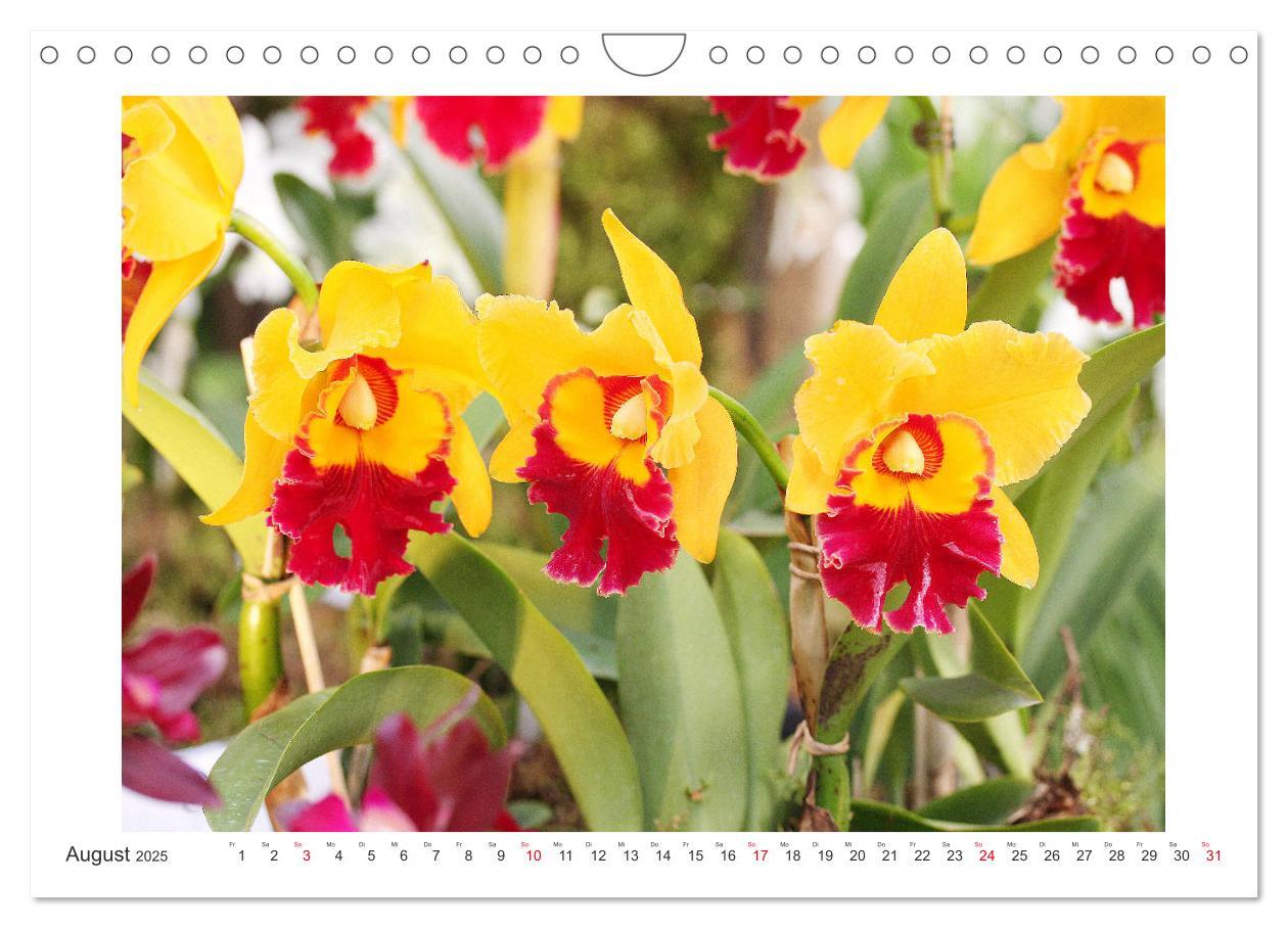 Bild: 9783435289455 | Orchideen Feuerwerk der Farben (Wandkalender 2025 DIN A4 quer),...