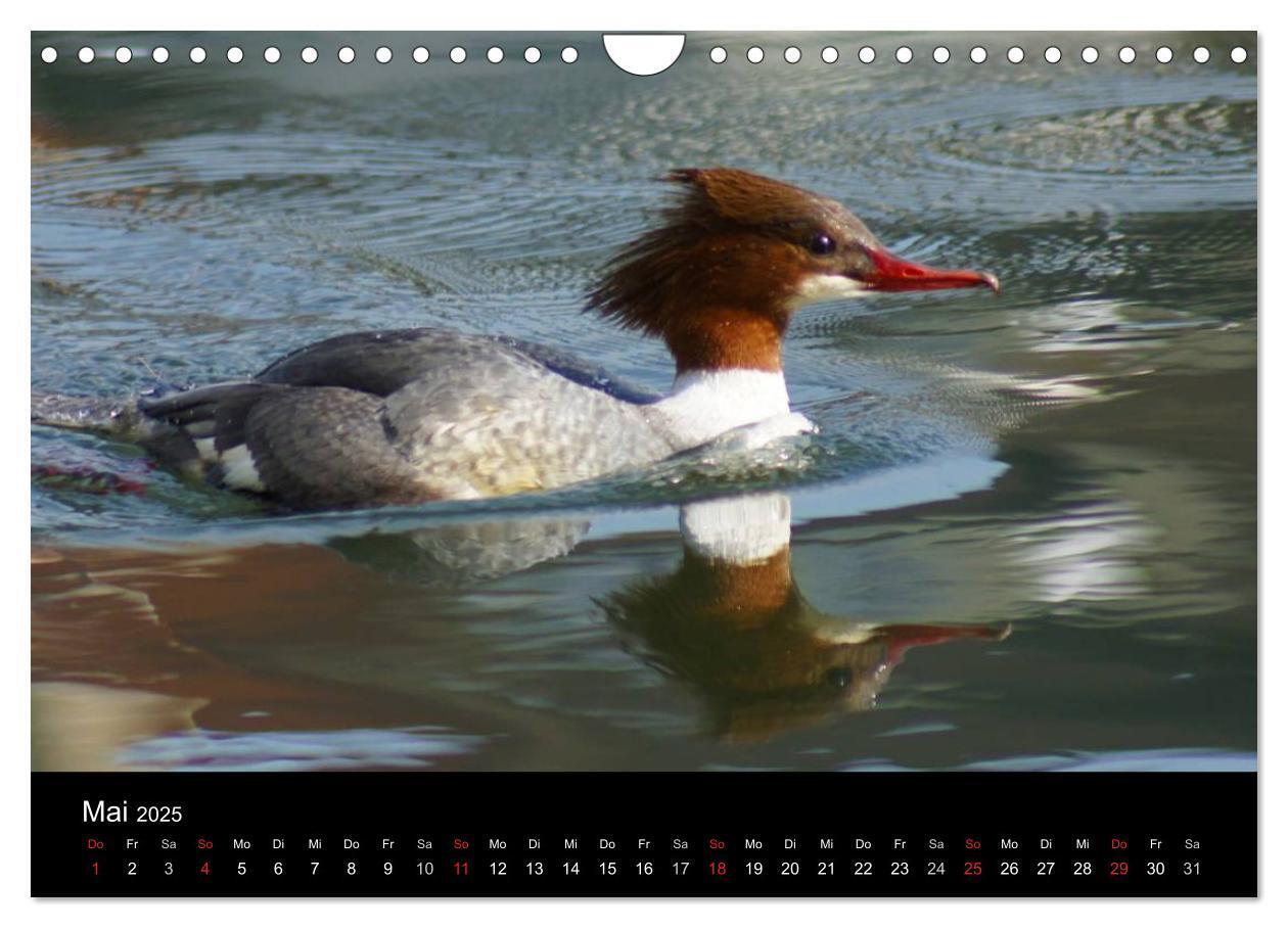 Bild: 9783435840779 | Das Leben der Enten (Wandkalender 2025 DIN A4 quer), CALVENDO...