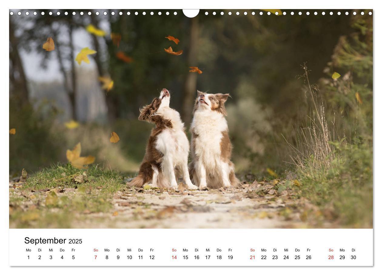 Bild: 9783435191383 | Border Collie - Bunt und clever! (Wandkalender 2025 DIN A3 quer),...