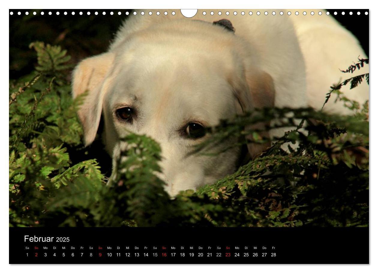 Bild: 9783435756575 | Labrador Retriever 2025 (Wandkalender 2025 DIN A3 quer), CALVENDO...