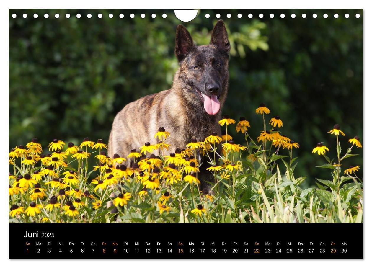 Bild: 9783435687756 | Holländischer Schäferhund (Wandkalender 2025 DIN A4 quer), CALVENDO...