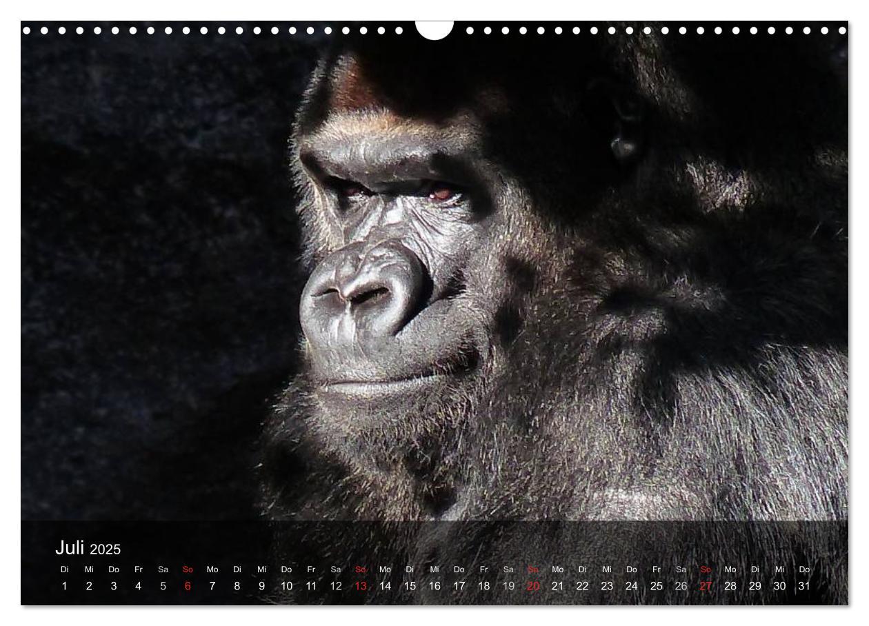 Bild: 9783435600984 | Gorillas. Friedliebende Kraftpakete (Wandkalender 2025 DIN A3...