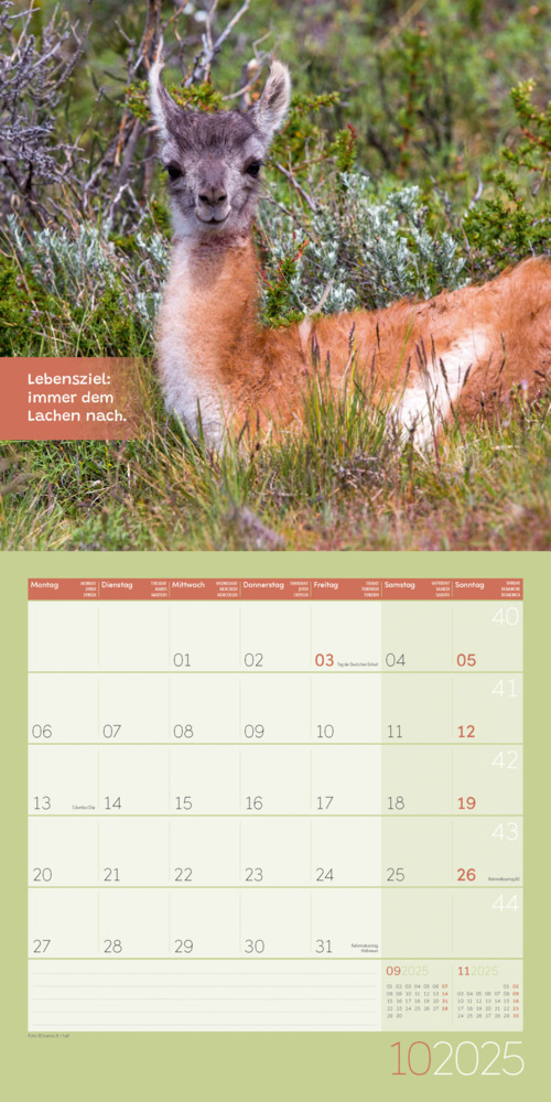 Bild: 9783838445274 | No Drama, Lama! Kalender 2025 - 30x30 | Ackermann Kunstverlag | 28 S.