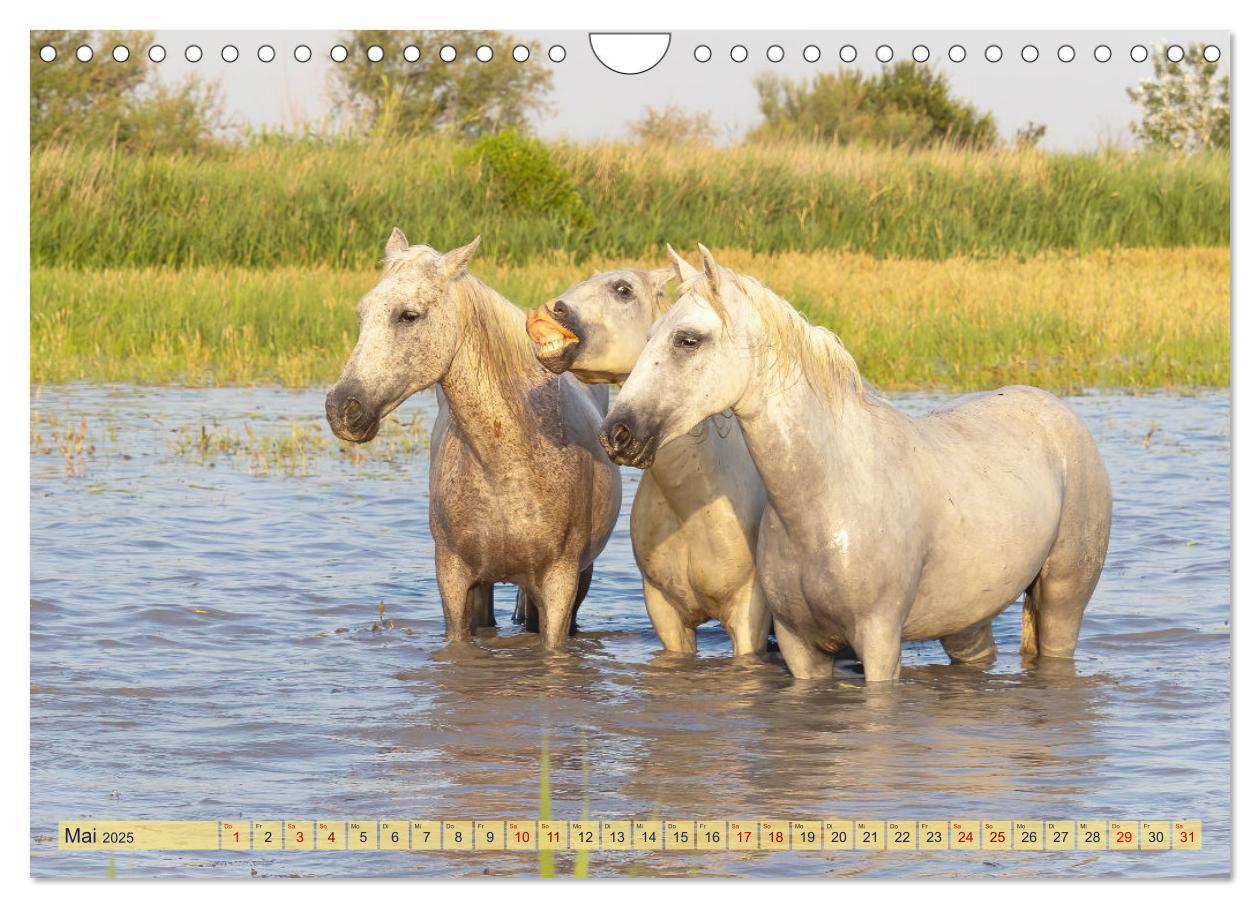 Bild: 9783383828287 | Die wilden Pferde der Camargue (Wandkalender 2025 DIN A4 quer),...