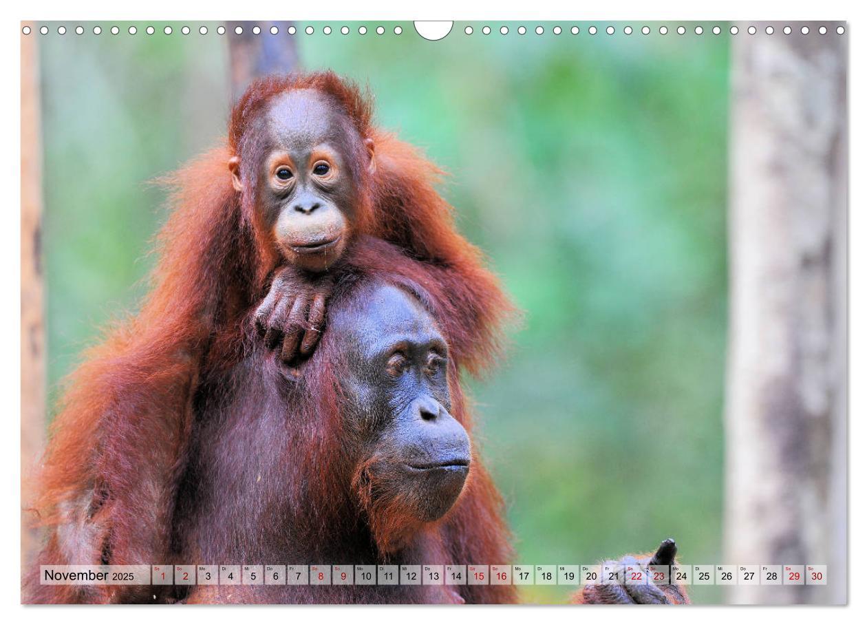 Bild: 9783435227655 | Orang Utans: Zu Besuch im Regenwald (Wandkalender 2025 DIN A3...