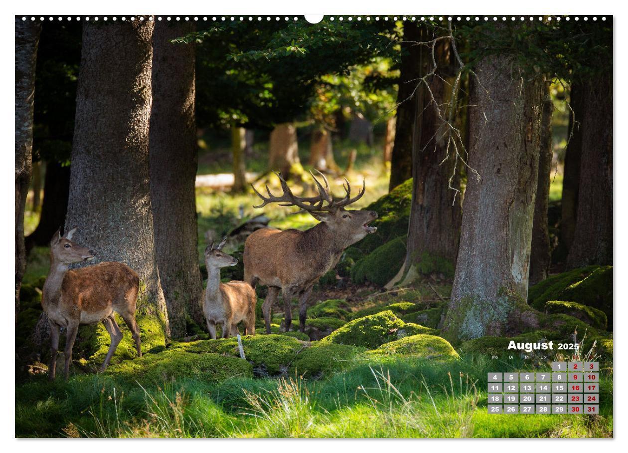 Bild: 9783435003563 | Krafttier Hirsch (Wandkalender 2025 DIN A2 quer), CALVENDO...