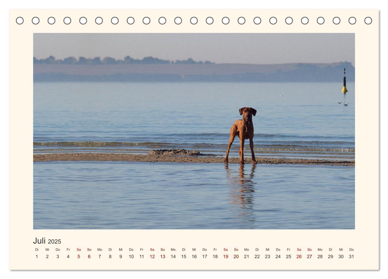 Bild: 9783435352623 | Rhodesian Ridgeback Power aus Südafrika (Tischkalender 2025 DIN A5...