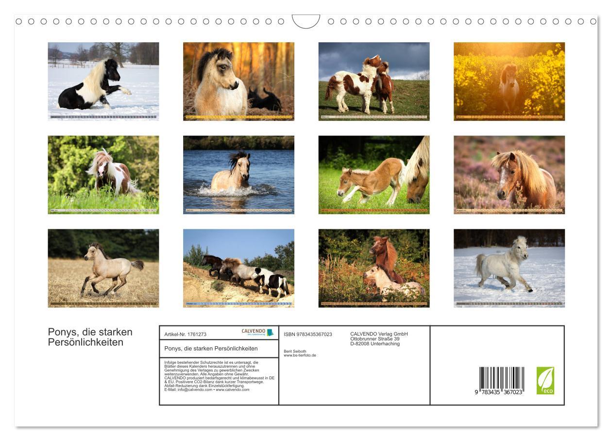 Bild: 9783435367023 | Ponys, die starken Persönlichkeiten (Wandkalender 2025 DIN A3...