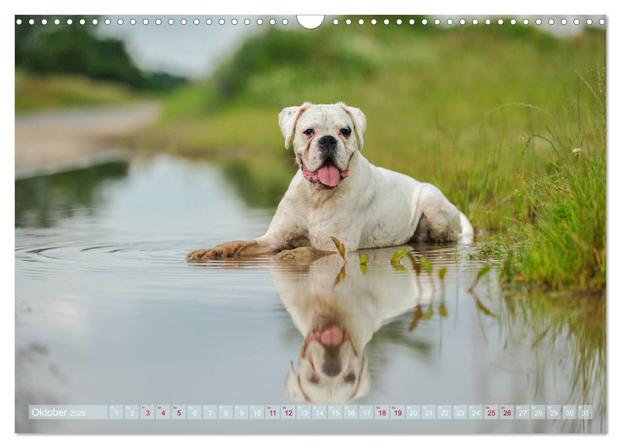 Bild: 9783435411849 | Gut - besser - Boxer (Wandkalender 2025 DIN A3 quer), CALVENDO...