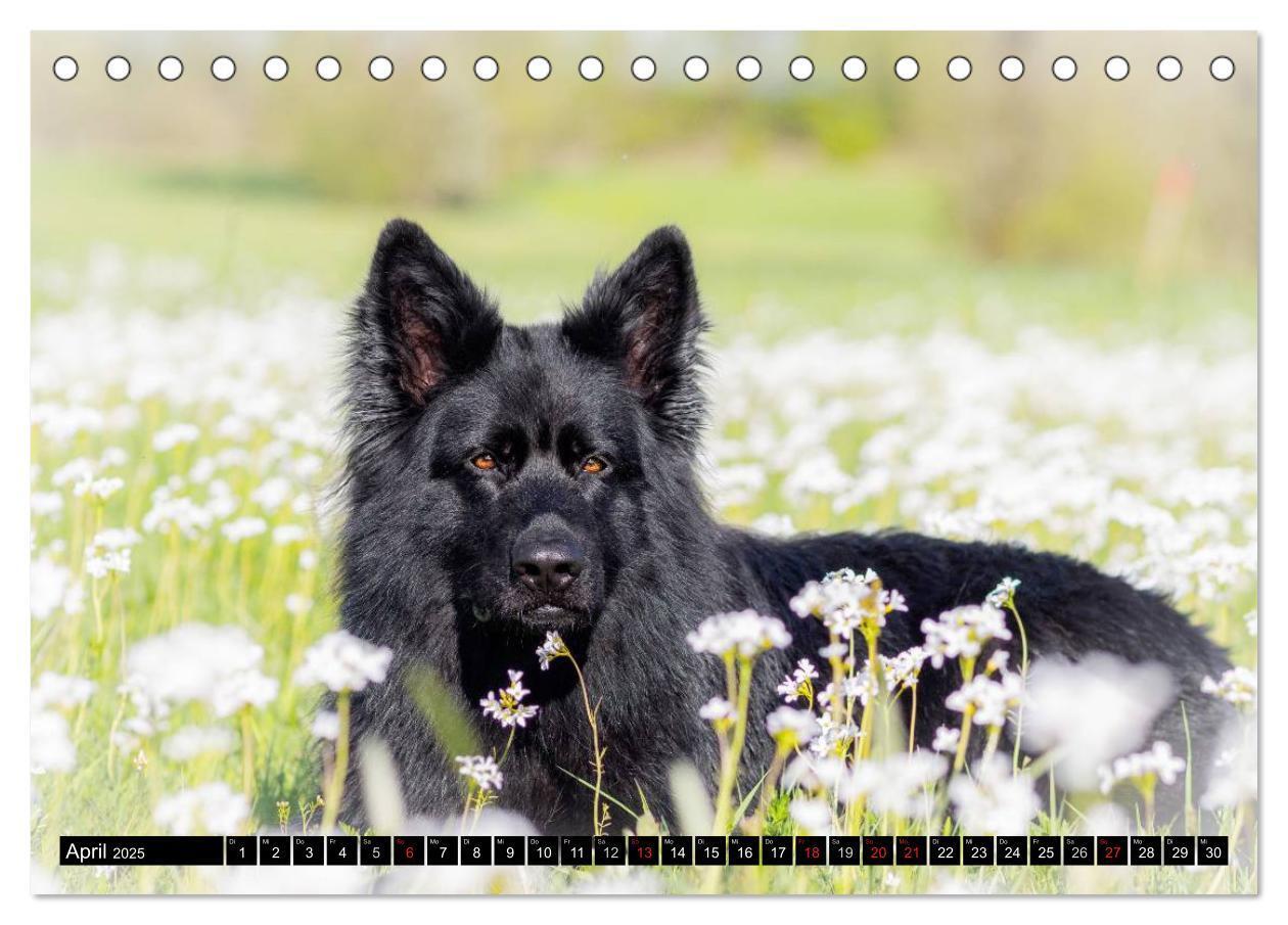 Bild: 9783435572564 | Schwarz ist schön! Der lackschwarze altdeutsche Schäferhund...