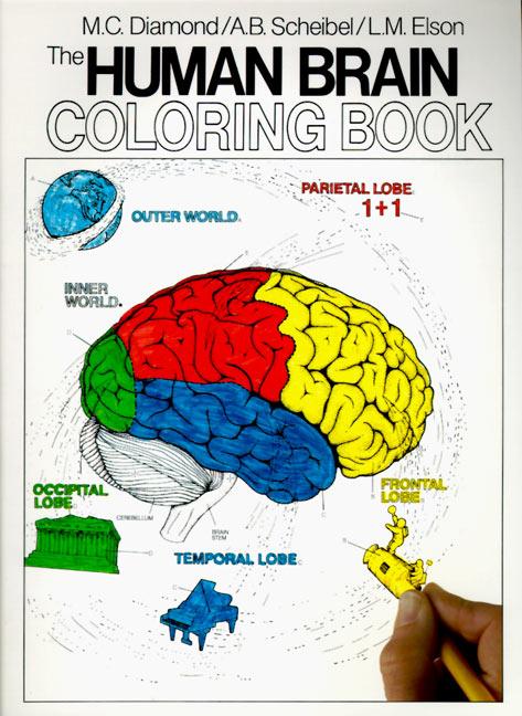 Cover: 9780064603065 | The Human Brain Coloring Book | Marian C Diamond (u. a.) | Taschenbuch