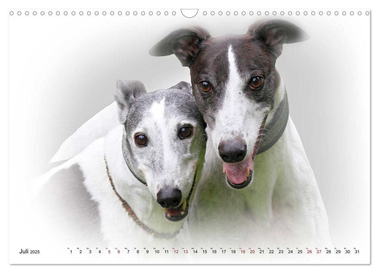 Bild: 9783383823978 | Windhund Portrait 2025 White Edition (Wandkalender 2025 DIN A3...