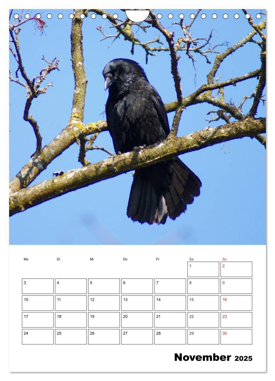 Bild: 9783457021088 | Rabenvögel Terminplaner (Wandkalender 2025 DIN A4 hoch), CALVENDO...