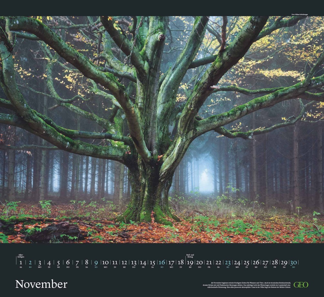 Bild: 4002725988683 | GEO - Sehnsucht Wald Wandkalender 2025 - Eindrucksvoller...