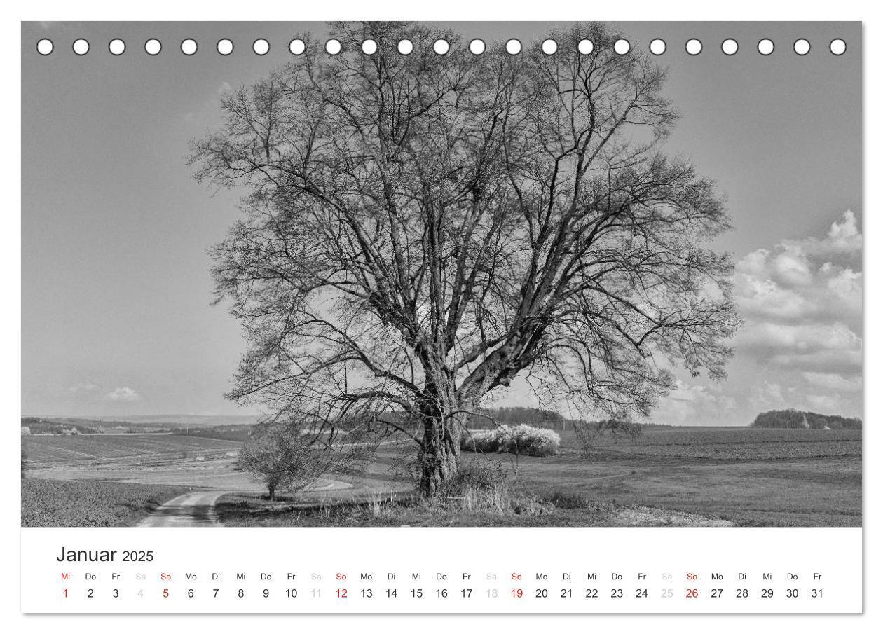 Bild: 9783435659463 | Bäume - Naturschönheiten in schwarz-weiß (Tischkalender 2025 DIN A5...