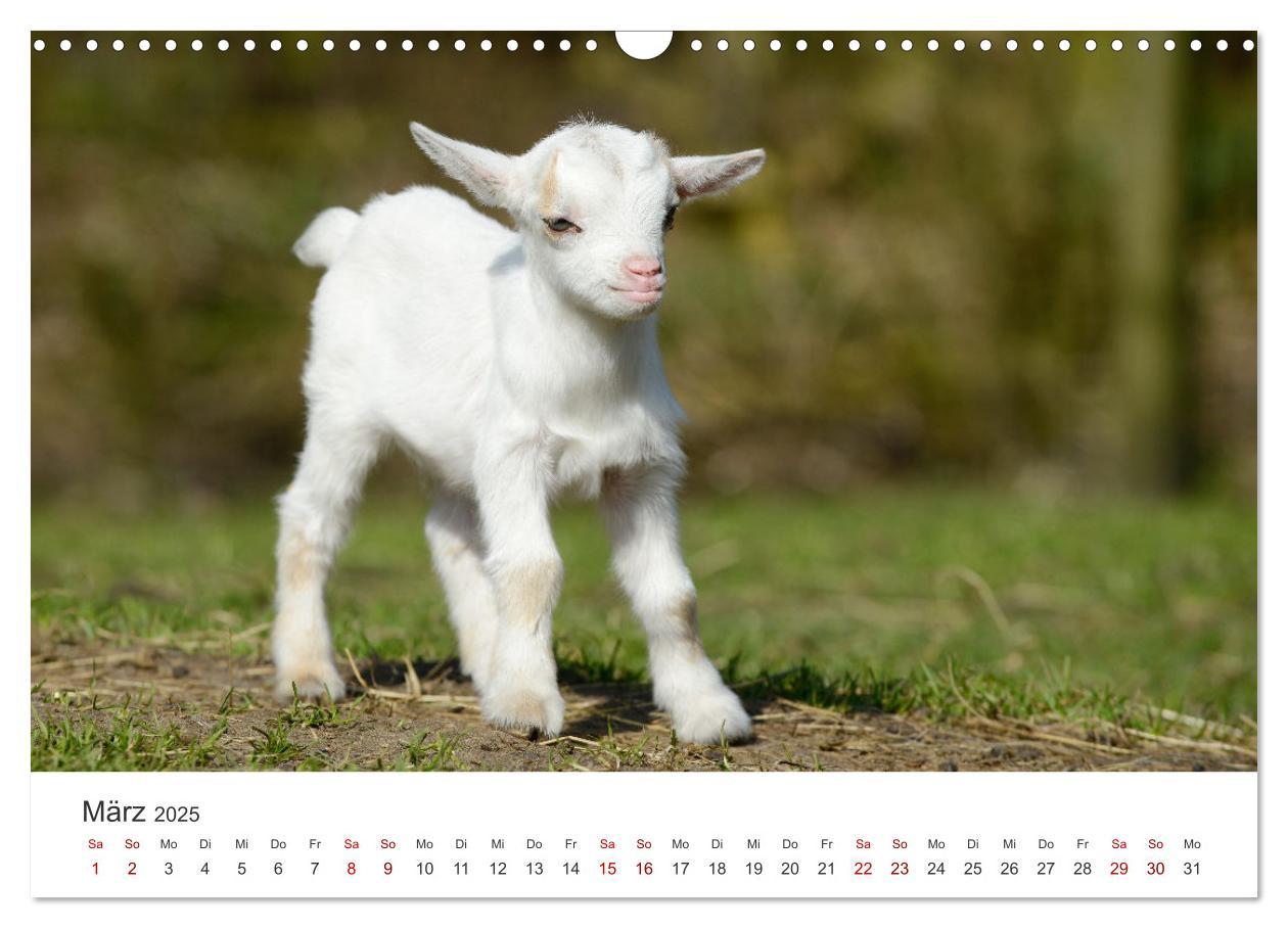 Bild: 9783435053643 | Ziegenkinder (Wandkalender 2025 DIN A3 quer), CALVENDO Monatskalender