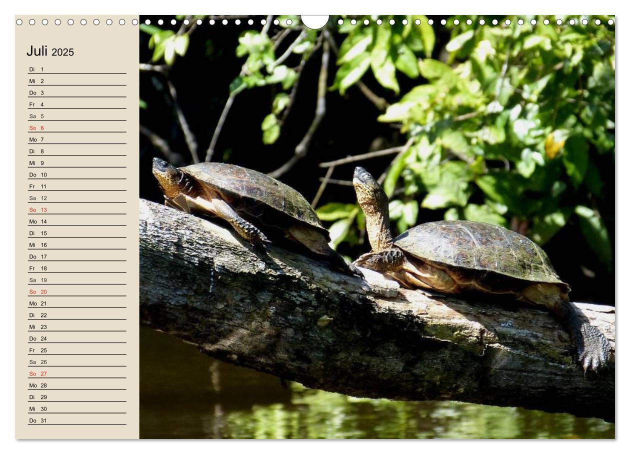 Bild: 9783435526031 | Regenwald. Tiere im Dschungel (Wandkalender 2025 DIN A3 quer),...