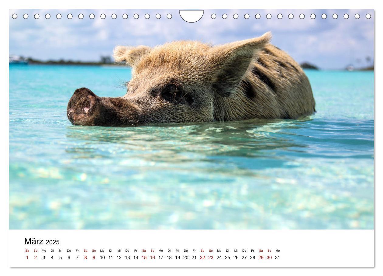 Bild: 9783383998348 | Bahamas - Paradiesische Strände. (Wandkalender 2025 DIN A4 quer),...