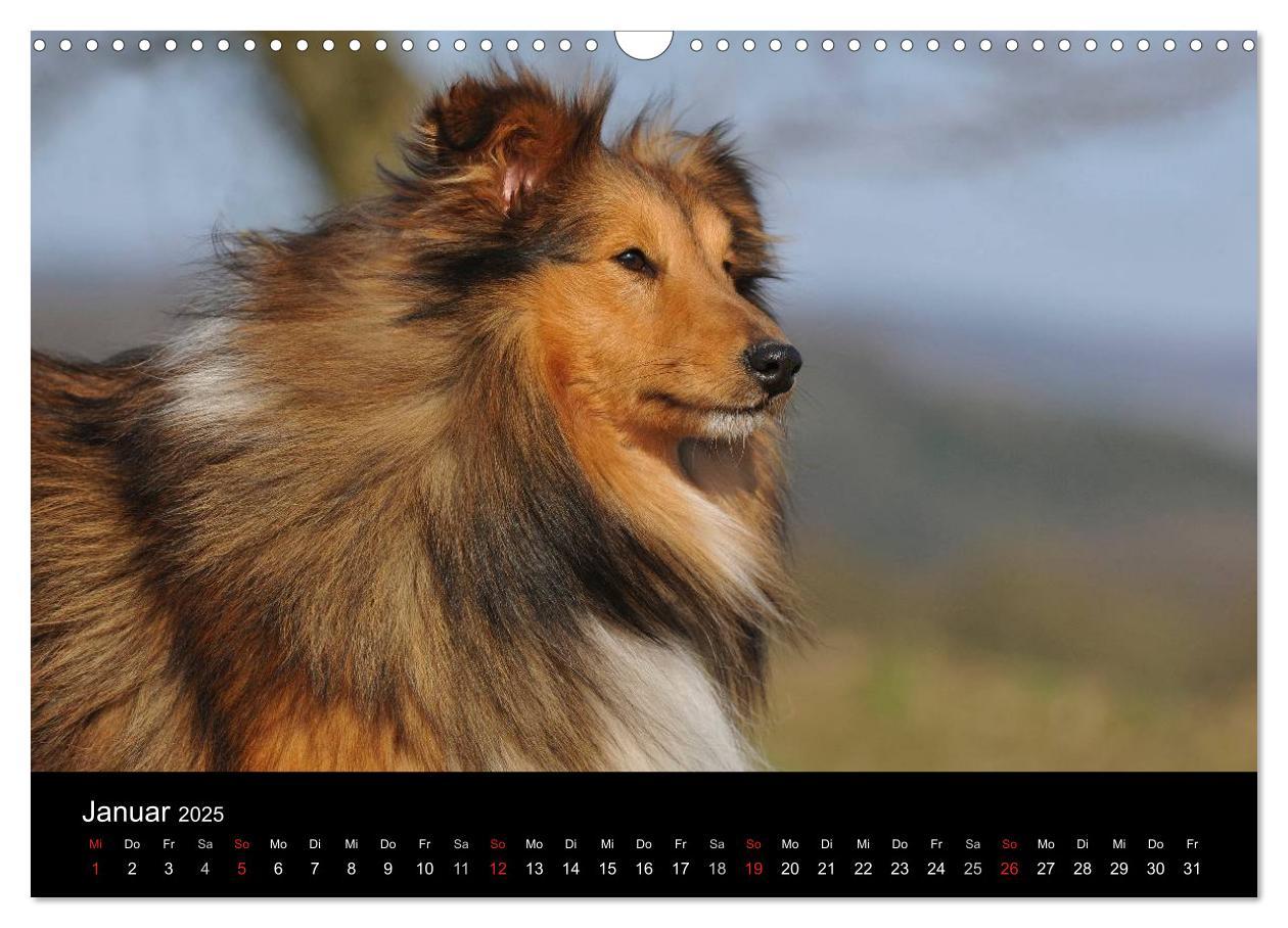 Bild: 9783435768226 | Sheltie 2025 (Wandkalender 2025 DIN A3 quer), CALVENDO Monatskalender