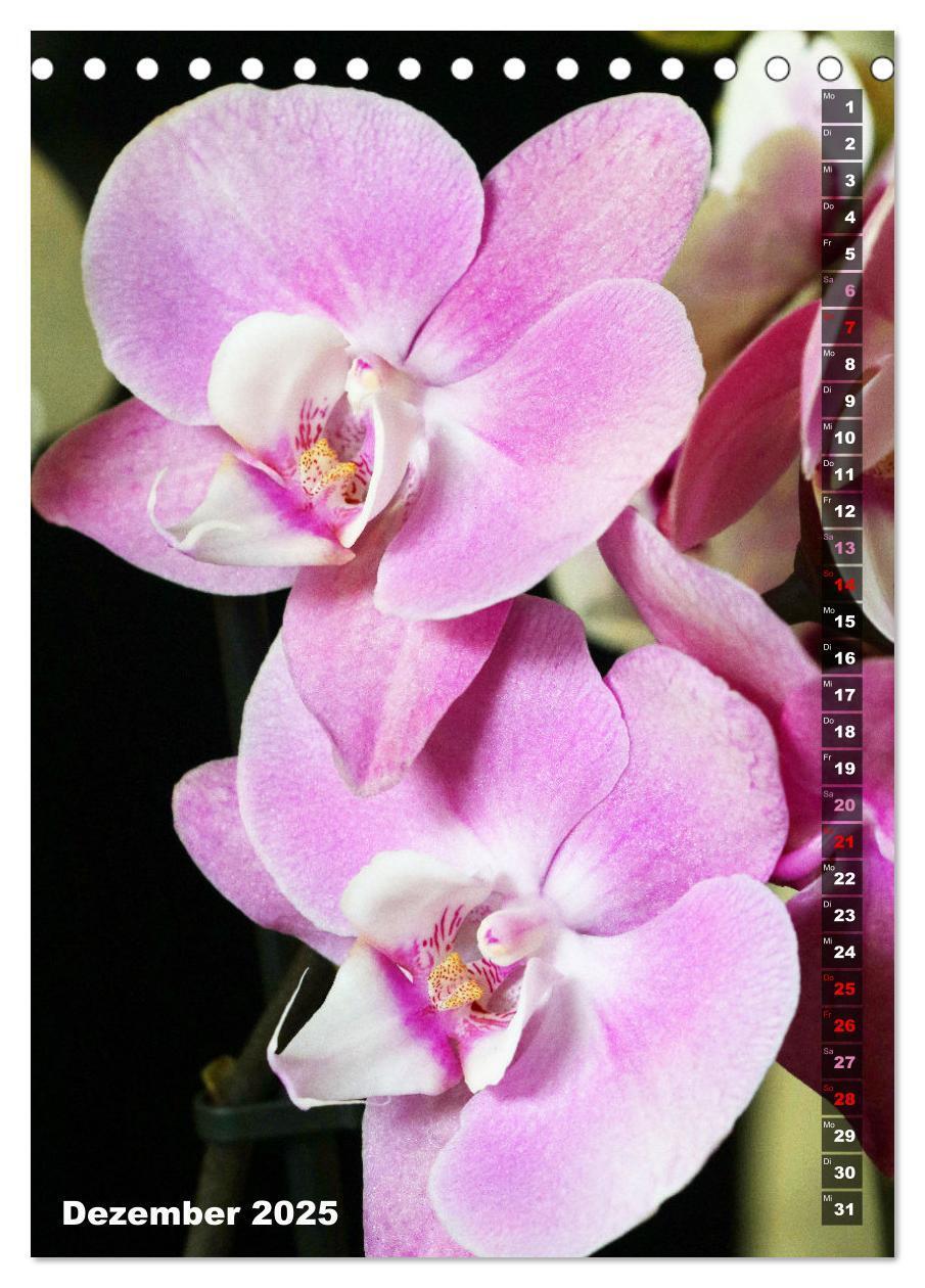 Bild: 9783435843077 | Phalaenopsis - Schöne Schmetterlingsorchideen (Tischkalender 2025...