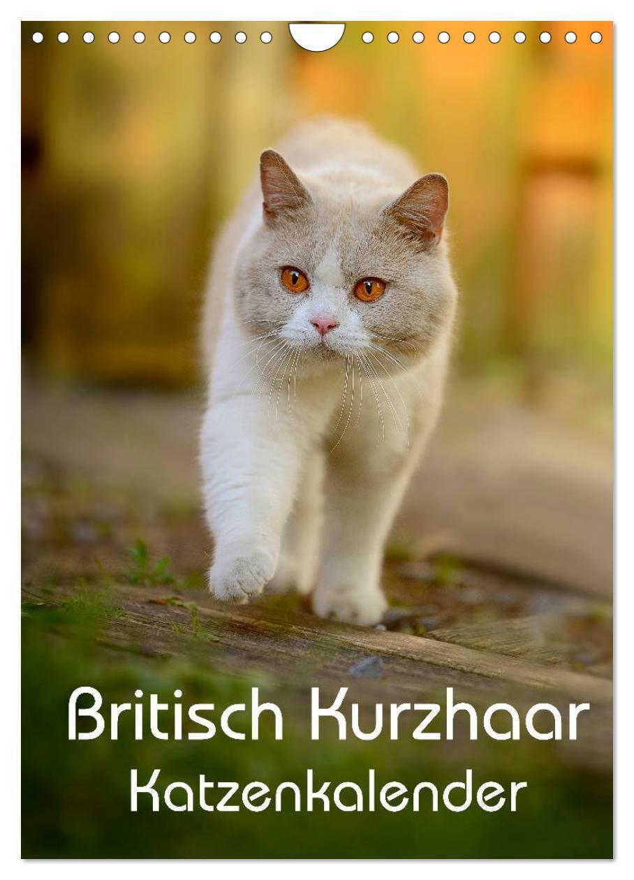 Cover: 9783457065044 | Britisch Kurzhaar Katzenkalender (Wandkalender 2025 DIN A4 hoch),...